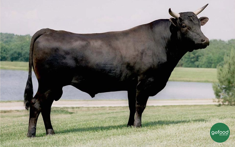 Wagyu Mỹ là sự kết hợp giữa bò Wagyu Nhật và bò Black Angus