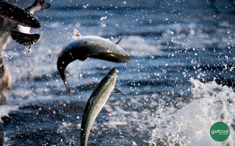 Cá hồi Na Uy được nuôi tại vùng biển Đại Tây Dương