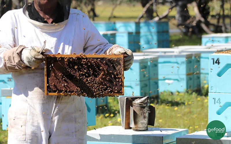 Honey in the Garden sản xuất và cung cấp mật ong tự nhiên chất lượng cao