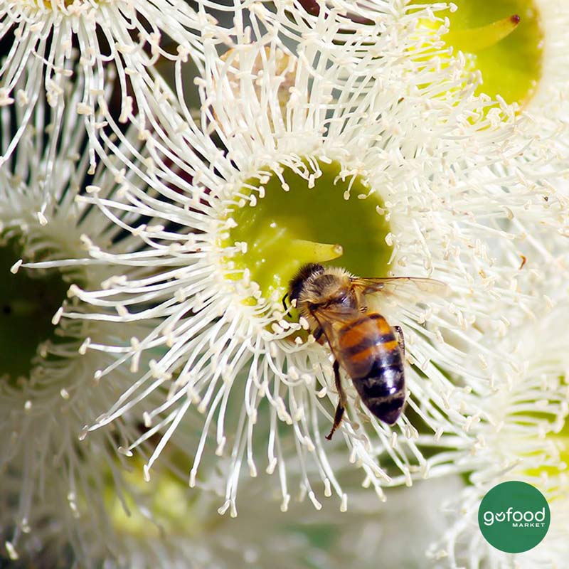 Ong lấy mật từ hoa Jarrah