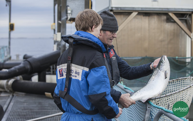 Cá hồi hữu cơ Na Uy được Gofood Market nhập khẩu chính hãng từ Vikenco