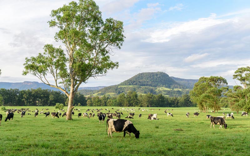 Bò Úc Homestead là bò ăn cỏ 100%