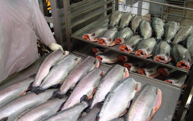 Quy trình sản xuất cá hồi tại Gofood Market