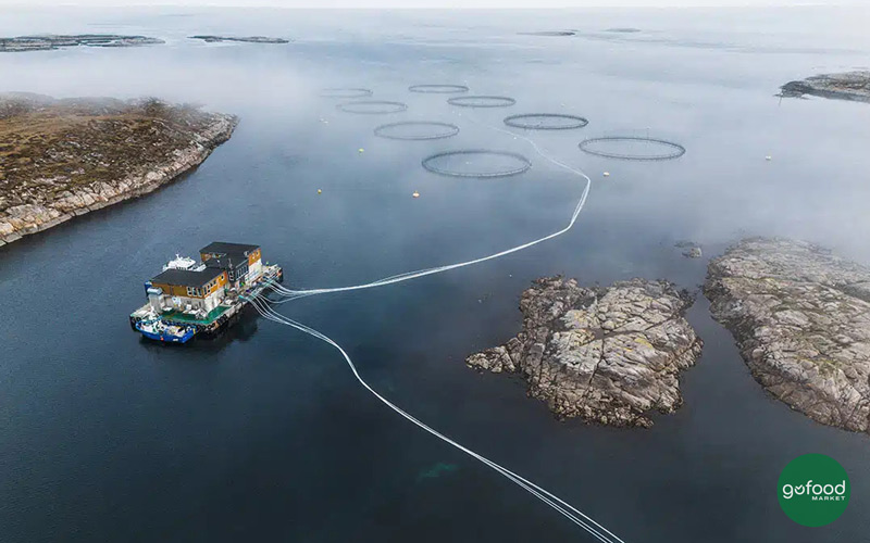 Salmar ASA có trang trại nuôi cá hồi lớn thứ hai trên thế giới tại ở Na Uy