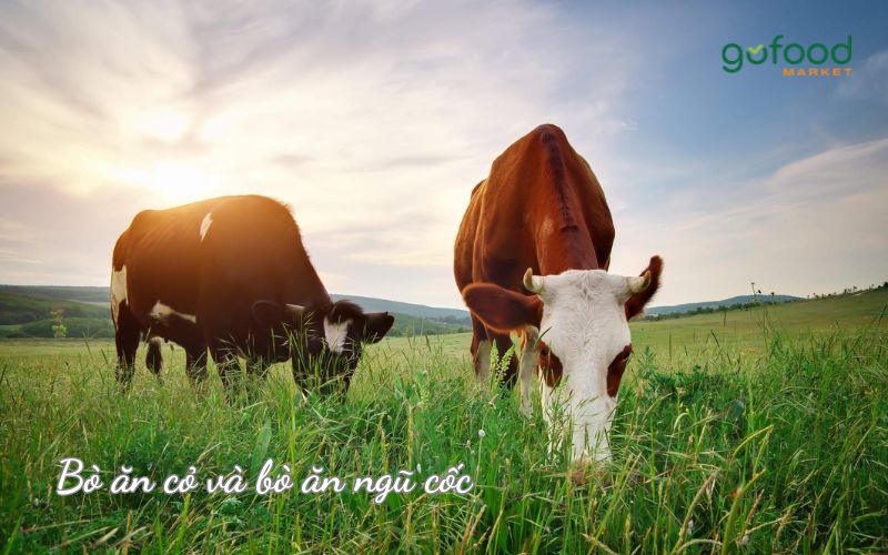 Bò ăn cỏ và bò ăn ngũ cốc