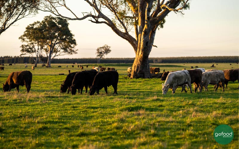 Bò Úc được chăn thả tự nhiên trên các cánh đồng cỏ