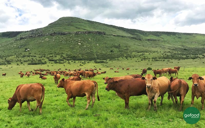 Truyền thống chăn nuôi bò với bề dày hơn 300 năm